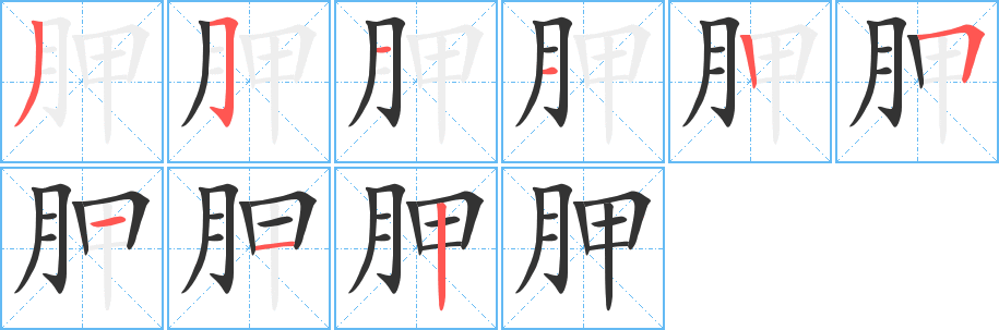 胛字的笔顺分布演示