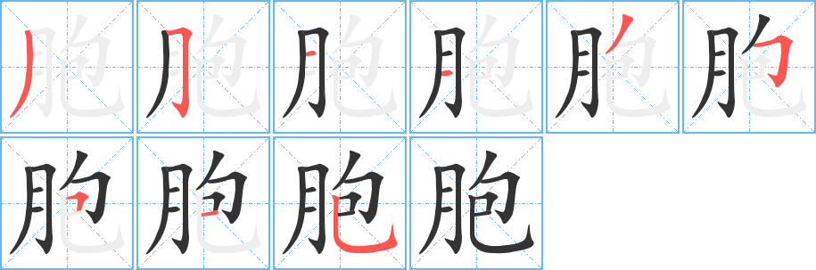 胞字的笔顺分布演示