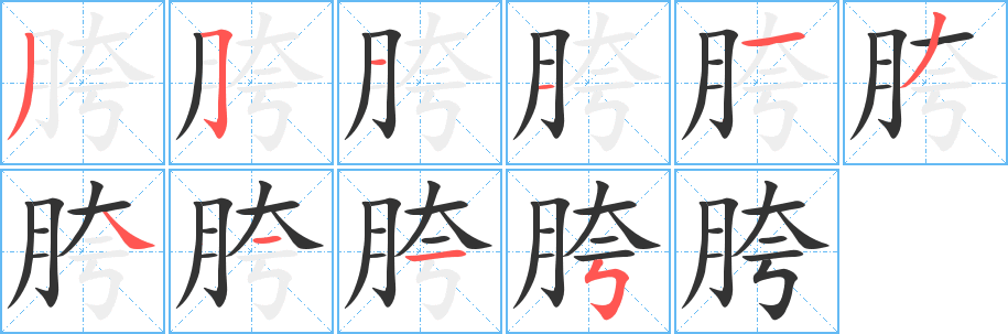 胯字的笔顺分布演示