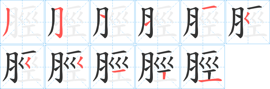 脛字的笔顺分布演示