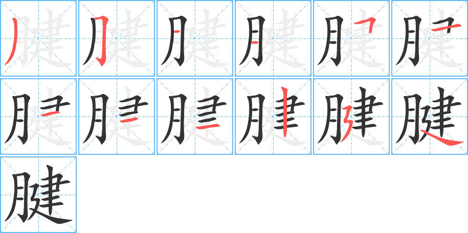 腱字的笔顺分布演示