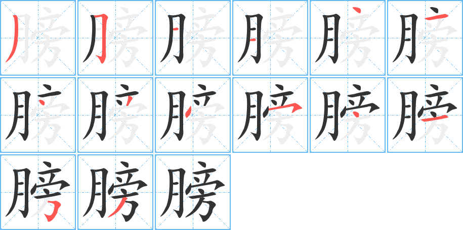 膀字的笔顺分布演示