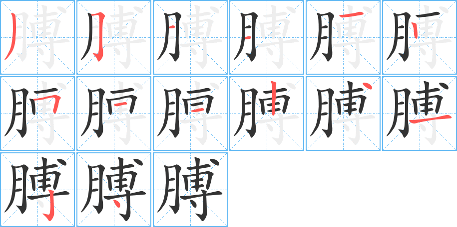 膊字的笔顺分布演示